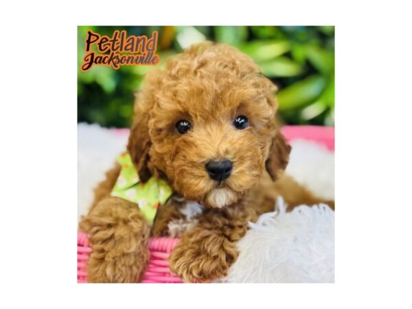 [#6635] Red Male Poodle Puppies for Sale