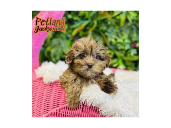 [#6633] Chocolate Merle Female ShizaPoo Puppies for Sale