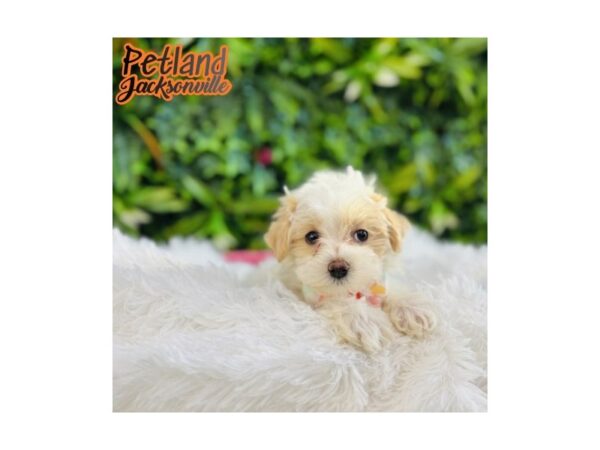 [#6625] Apricot / White Female Maltipoo Puppies for Sale