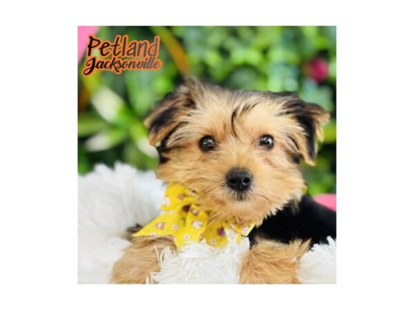 [#6628] Black and Tan Female Yorkshire Terrier Puppies for Sale