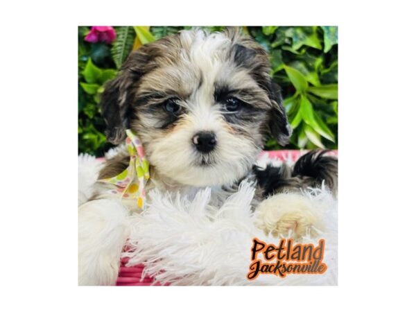 [#6636] Chocolate Merle Female ShizaPoo Puppies for Sale
