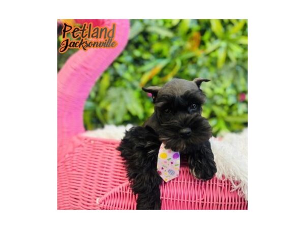 [#6638] Black Male Miniature Schnauzer Puppies for Sale