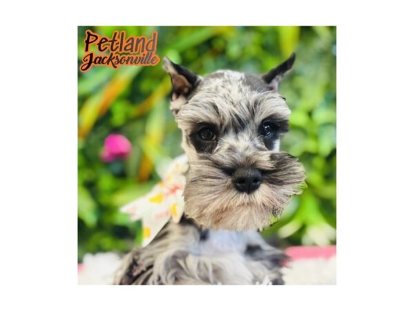 [#6637] Blue Merle Female Miniature Schnauzer Puppies for Sale