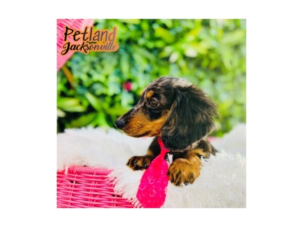 [#6630] Black and Silver Dapple Male Dachshund Puppies for Sale