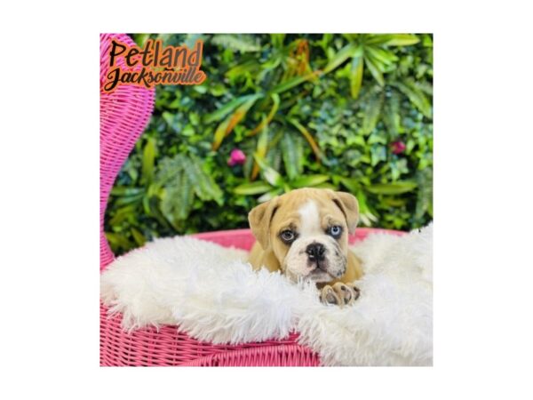 [#6626] Fawn Male English Bulldog Puppies for Sale