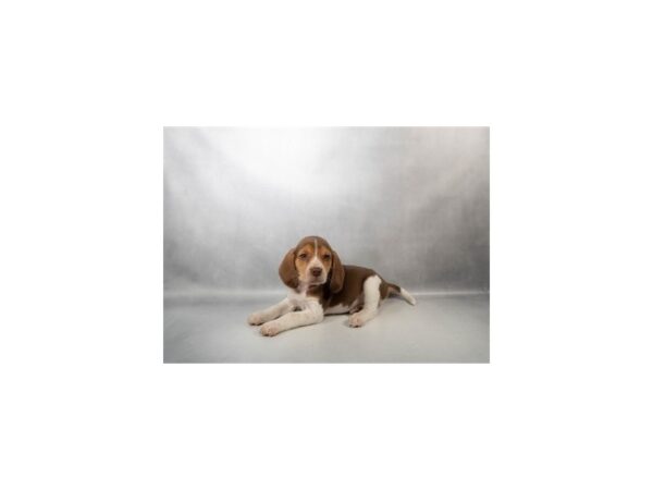 [#6640] Brown White and Tan Male Beagle Puppies for Sale