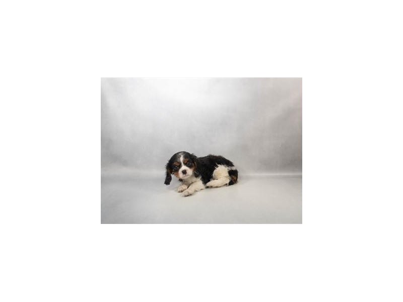 Cavalier King Charles in Jacksonville Beach, FL