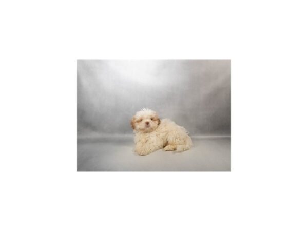 [#6646] Red and White Male Shih Tzu Puppies for Sale