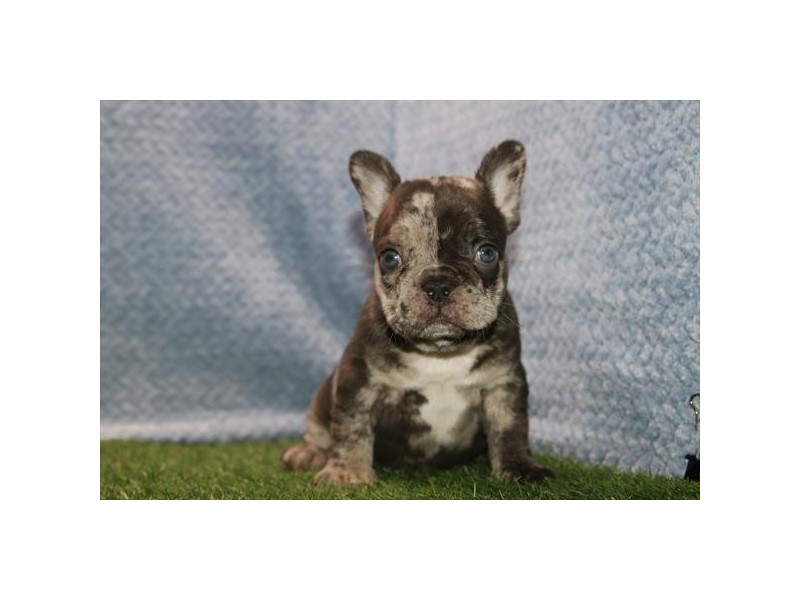 French Bulldog in Jacksonville Beach, FL