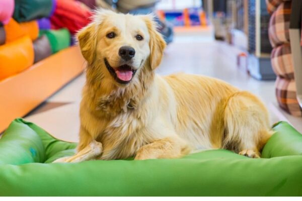Your Dog’s Summer Job Would Definitely Be…