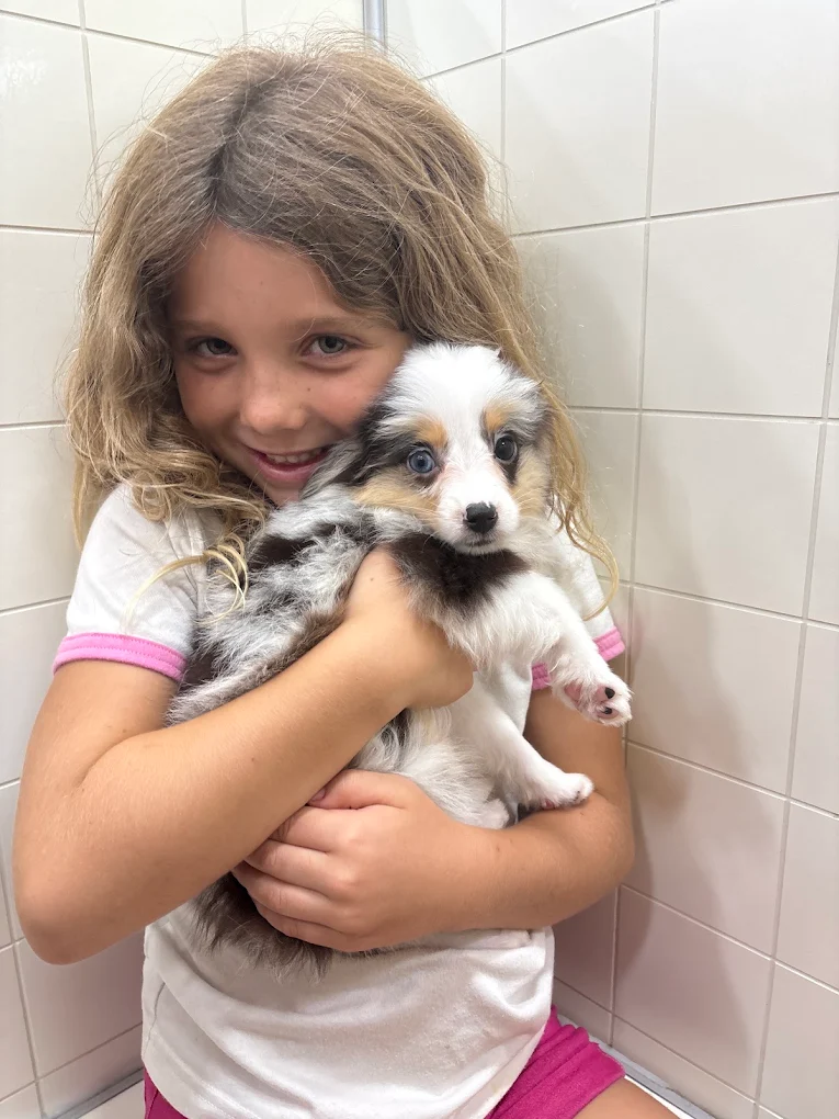 Puppies at Petland Jacksonville